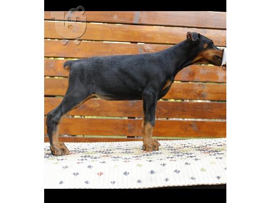 Doberman